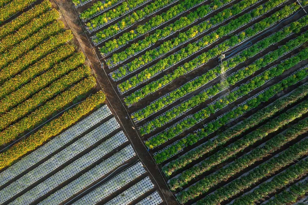 Pemantauan Tutupan Hutan dengan Teknologi Penginderaan Jauh